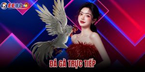 Đá Gà Trực Tiếp