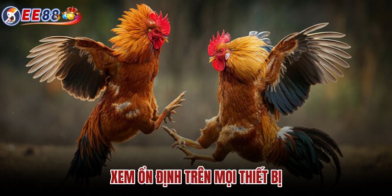 Luồng Đá Gà ổn định trên điện thoại và máy tính
